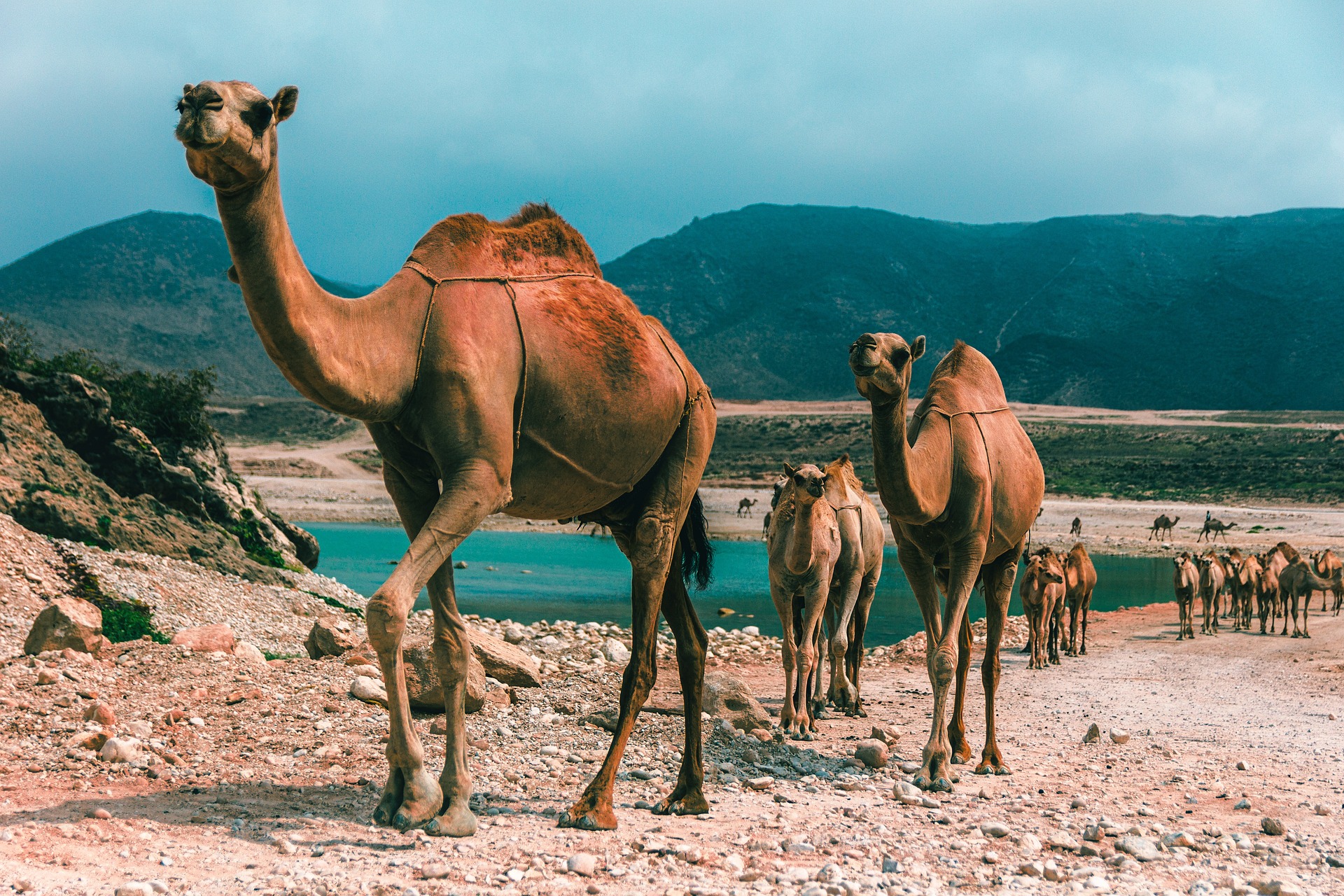 "Discovering Dhofar: Oman's Hidden Gem of Natural Splendor and Cultural Riches"